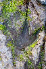 dinosaur footprint in rock at An Corran beach near Staffin Bay, Isle of Skye, Scotland