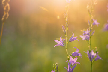 Campanula. purple flower, bells in the rays of the setting sun. Field bell in the thick grass. beautiful delicate flower, close-up. floral background, evening time