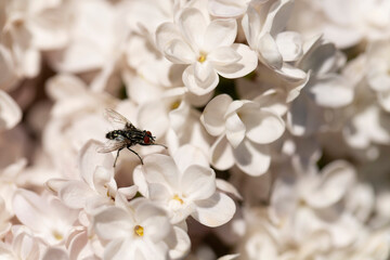 Syringa vulgaris, flowering lilac in a garden with bee or flower beetle