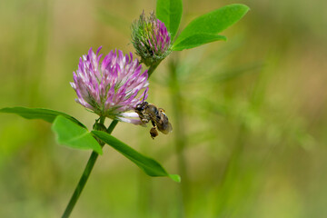 bee at work on clover flower collecting pollen. bright delicate pink clover flower, honey bee. macro nature, wild wildflower, useful insect, spring or summer sunny day, close-up. natural background