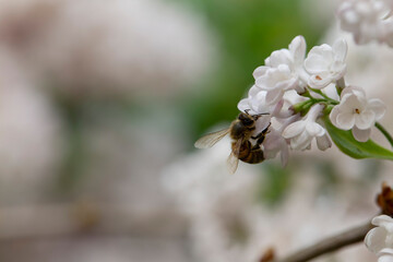 Syringa vulgaris, flowering lilac in a garden with bee or flower beetle