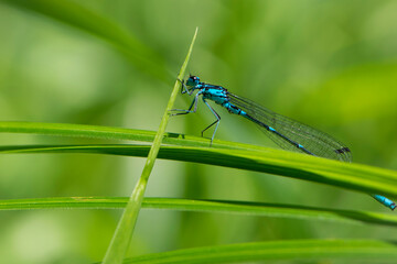 Coenagrionidae. blue dragonfly on a green leaf. A dragonfly with big eyes close-up sits on a green leaf of a river plant. natural blurred green background. macro of a insect. space for text