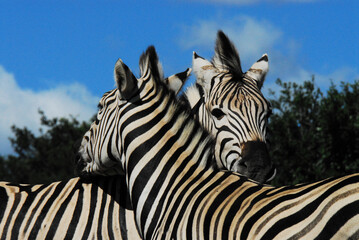 Fototapeta na wymiar Africa- Extreme Close Up of Two Wild Zebras With Necks Crossed