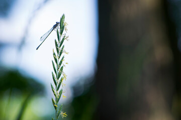 Grass with dragonfly at background sky . Silhouette of dragonfly sitting on tip of spikelet grass. blue dragonfly Coenagrionidae. natural blurred background. insect, space for text. soft focus