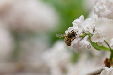 Syringa vulgaris, flowering lilac in a garden with bee or flower beetle