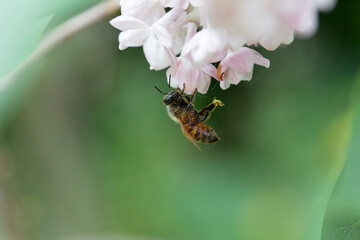 Syringa vulgaris, flowering lilac in a garden with bee or flower beetle