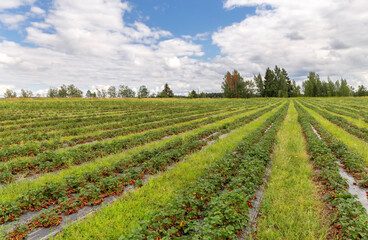 Fototapeta na wymiar Picking strawberries in the field. Harvesting. Finnish agriculture. Self-picking of berries. Photo.