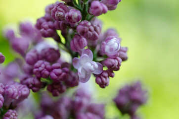 Syringa vulgaris, flowering lilac in a garden with bee or flower beetle