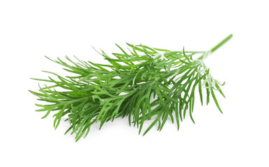 Sprig of fresh dill on white background
