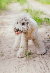 dirty poodle, dirty dog, poodle dog, poodle, cute, animal, mammal, portrait, dog, fur, small, pet, nature, young, background, happy, white, brown, canine, breed, funny, puppy, domestic, adorable, pure