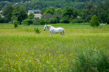 beautiful white horse on green grass in the field. Arabian horse, white horse stands in an...
