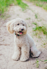 A beautiful and happy white poodle is sitting on a sandy road, his mouth is open, his tongue is visible