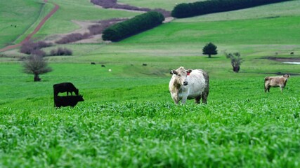 Beef cows and calves grazing on grass in Australia.