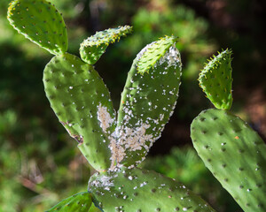 Mealybug pest on cactus