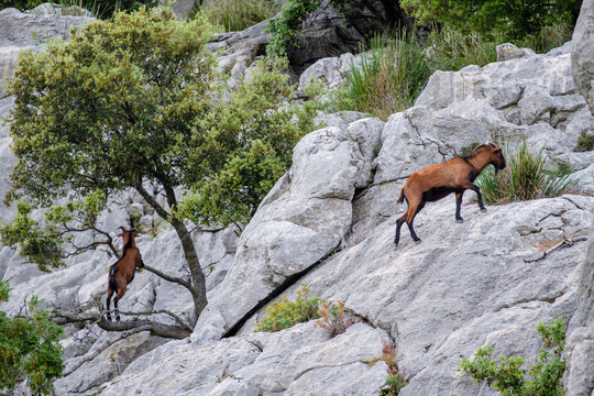 Mallorcan wild goat, C&uacute;ber reservoir, Escorca, Mallorca, Balearic Islands, Spain