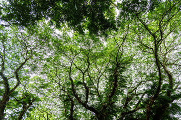 Looking up perspective view of natural tropical rain forest foliage at Taman Negara National Park