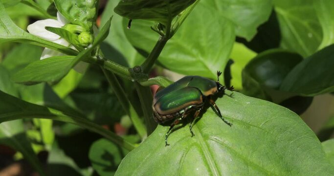 Iridescent June bug beetle crawling on leaf