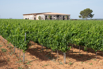 Fototapeta na wymiar Vi Rey winery vineyards, Llucmajor, Mallorca, Spain