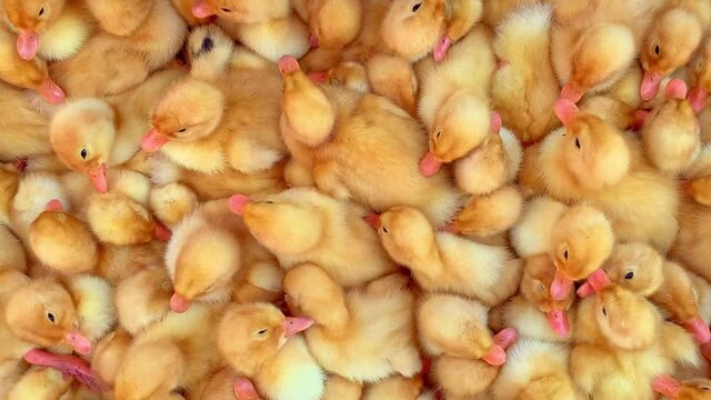 Sale of exhibition of birds. Young ducks for background pattern Cute newborn ducks close up top view. 