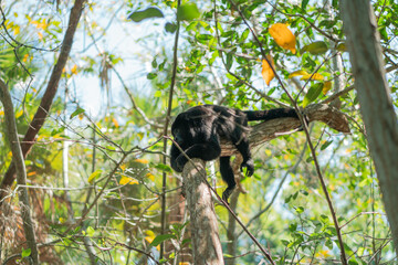 Mono aullador macho y de color negro descansa sobre una rama en un ambiente tranquilo