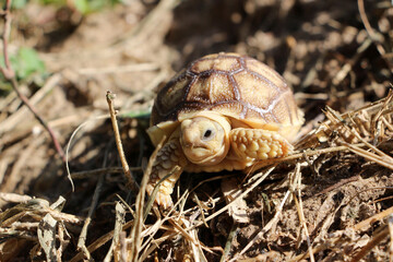 African Sulcata Tortoise Natural Habitat,Close up African spurred tortoise resting in the garden, Slow life ,Africa spurred tortoise sunbathe on ground with his protective shell ,Beautiful Tortoise