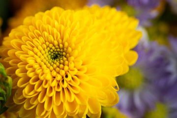 Closeup image from above of marigolds flowers