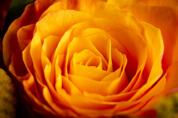 Closeup image from above of an orange and yellow flower