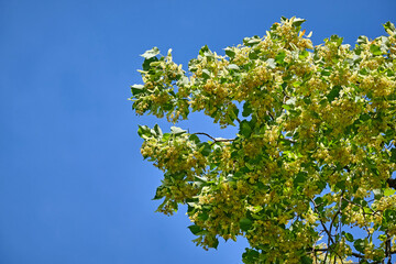 Blühende Sommerlinde ( Tilia platyphyllos ).