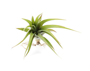 Beautiful tillandsia isolated on white. Exotic houseplant