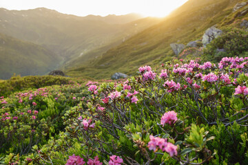 Obraz premium Sonnenuntergang über einem Berghang voller Alpenrosen
