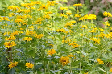 A lot of high, thick yellow flowers on a flower bed in the garden in the summer 