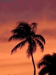 Obraz na płótnie Canvas Sunsets in Florida