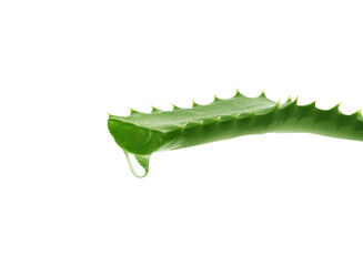 Leaf of aloe plant with water drop on white background