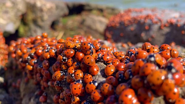 Many ladybugs on the Azov sea in russia. A lot of insects bask on the stone near the sea. Invasion of ladybirds.