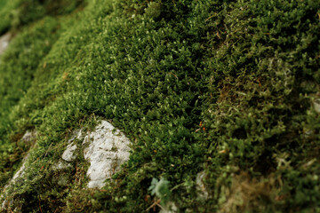 texture of green moss on the rock background nature
