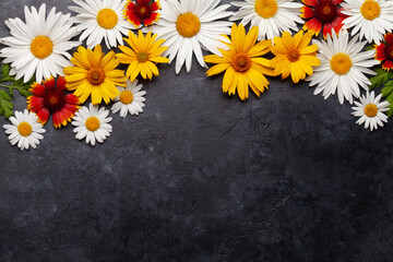 Fototapeta premium Chamomile flowers background. Garden daisy