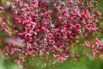 Obraz premium Leptospermum - Arbre à thé