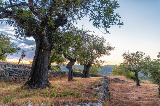 Carob field with sunrise light. 