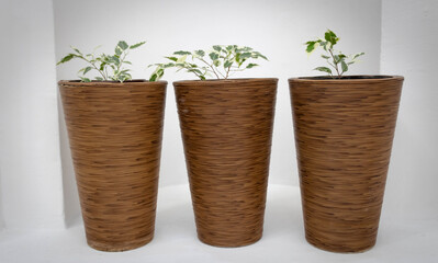 Three rattan brown flower pots with small green plants on a white background