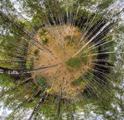 Aerial view on birch forest. Spherical panoramic view.