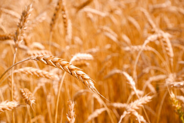 Gold background with wheat ears. Close Up wheat field in harvest season with sunlight.