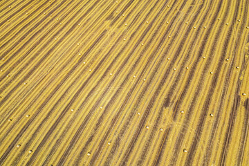 Aerial view of harvested wheat field. Haystacks lay upon the agricultural field.