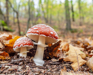 Small Amanita muscaria or fly agaric fungus in the autumn forest close-up.
