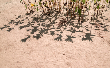 The shadow on the sand falls from the flowers . Creative background and texture.