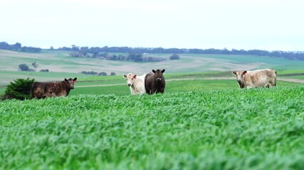 Beef cows and calves grazing on grass in Australia.