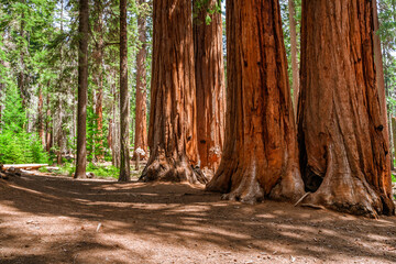 A picturesque forest with huge redwoods in the USA. Scenic landscape in Sequoia National Park