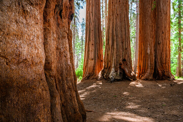 A picturesque forest with huge redwoods in the USA. Scenic landscape in Sequoia National Park