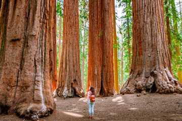 A charming young woman with a backpack walks among giant trees in the forest in Sequoia National Park, USA - obrazy, fototapety, plakaty
