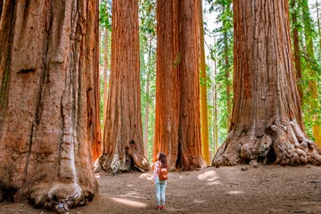 Foto auf Acrylglas Antireflex A charming young woman with a backpack walks among giant trees in the forest in Sequoia National Park, USA © KseniaJoyg