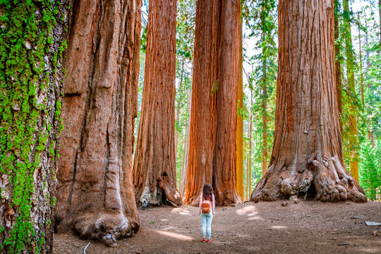 A charming young woman with a backpack walks among giant trees in the forest in Sequoia National Park, USA